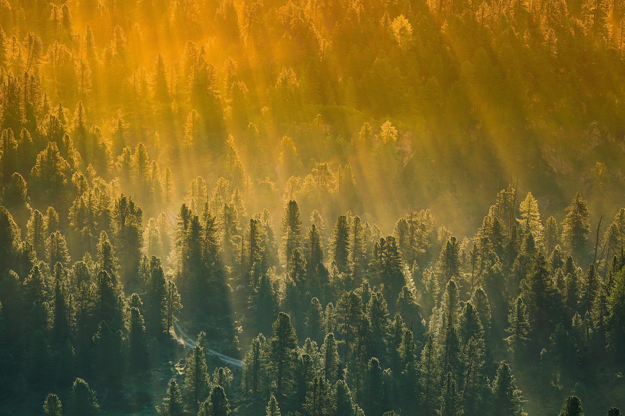 trees 4296305 1280